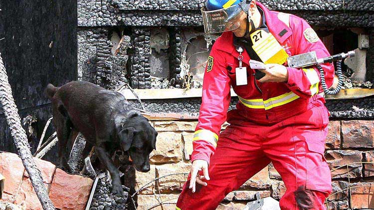 Los perros para la investigaci&oacute;n de incendios provocados olfatean la verdad en incendios sospechosos