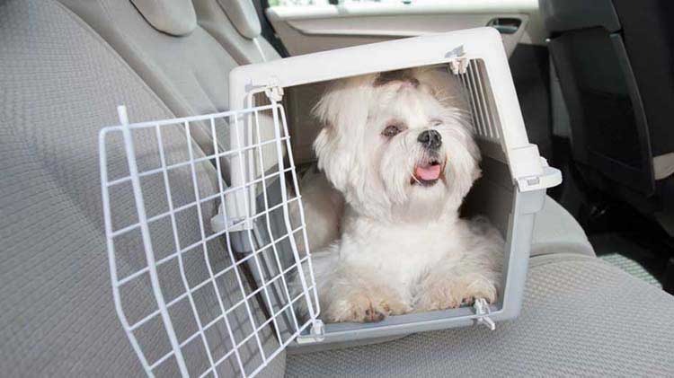 Perro pequeño en un transportín en el asiento trasero de un carro.