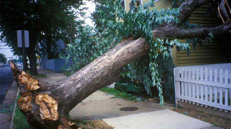 Un árbol desprendido de sus raíces se ve caído cruzando una vereda