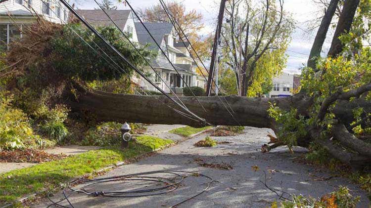 Árbol destruye líneas eléctricas al caer, ocasionando una pérdida de corriente eléctrica.