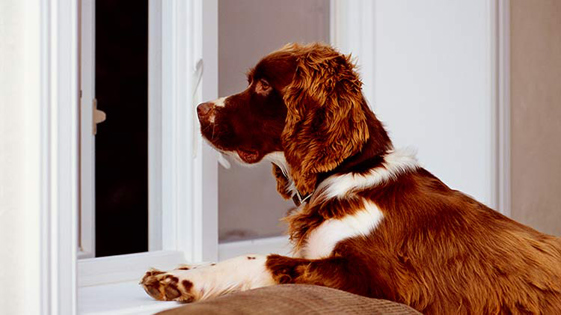 Un perro mira por una ventana en un momento de reflexión