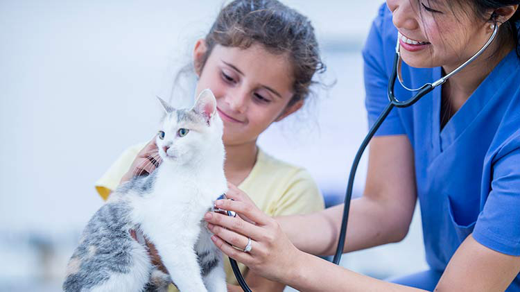 Un veterinario escucha el corazón de un gato.