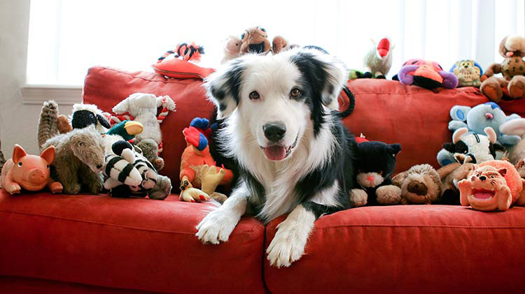 Un perro mascota está acostado en un sofá rodeado de juguetes para perros.