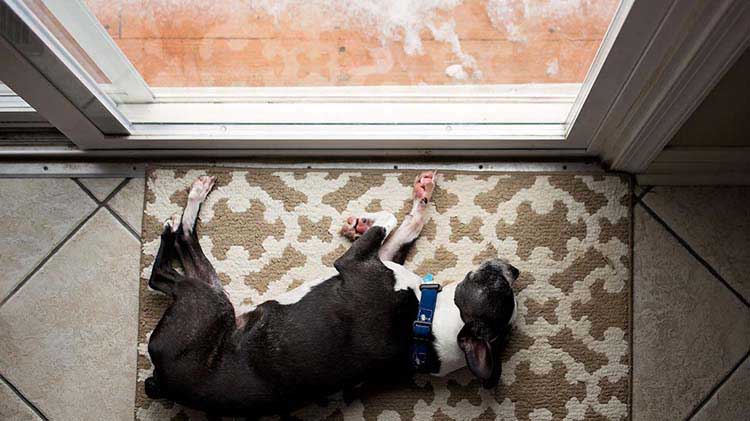 Perro acostado en la alfombra frente a la puerta.
