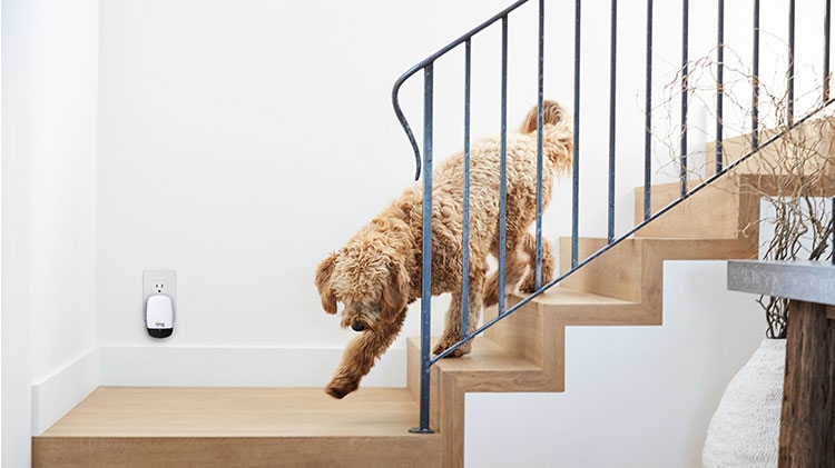 Un perro baja las escaleras y pasa junto al dispositivo Ting que está enchufado en la pared.