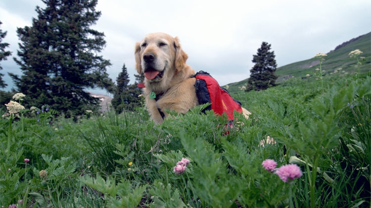 Perro golden retriever haciendo excursionismo con bolsa de acampar para perros.