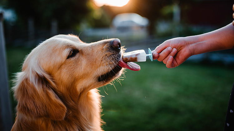 La dueña le da a su perro una paleta helada casera para ayudar a mantener a su mascota hidratada.