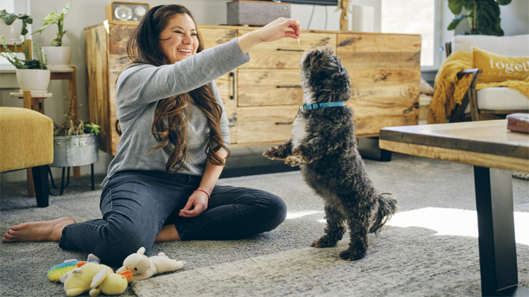 Una cuidadora de mascotas jugando y compartiendo con un perro shih tzu en la sala
