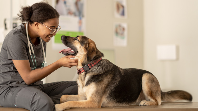 Veterinario revisando la salud dental de un perro durante un examen.