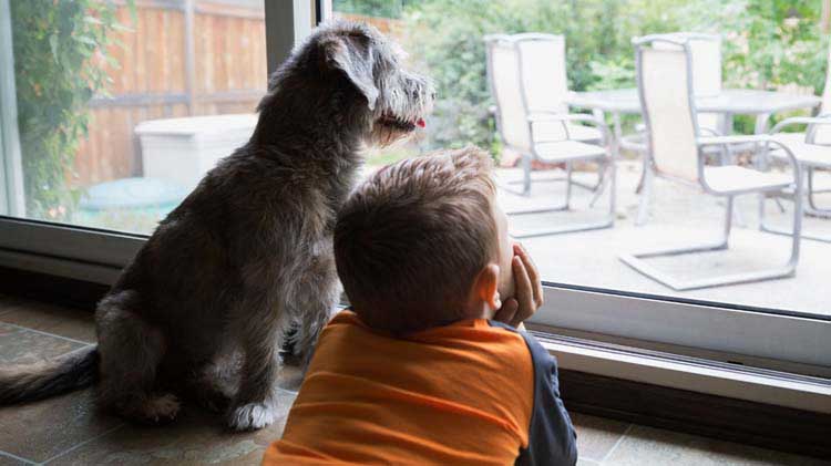 Consejos para la seguridad de las mascotas en la vivienda y en el carro
