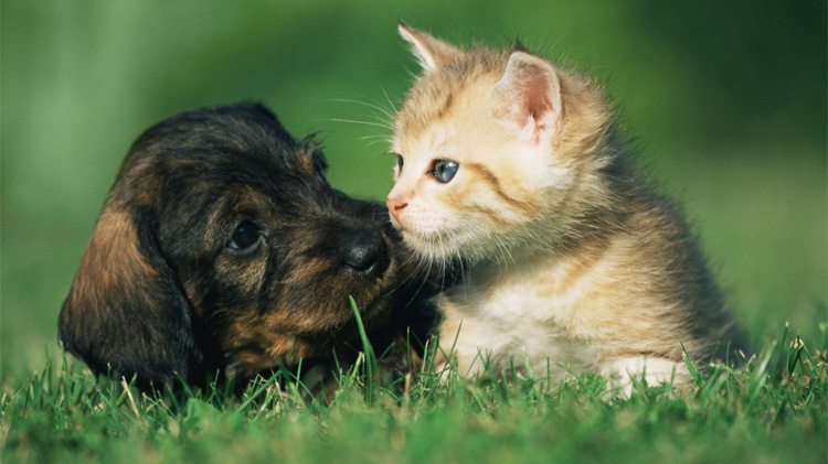 Un cachorro y un gatito sentados juntos en el césped.