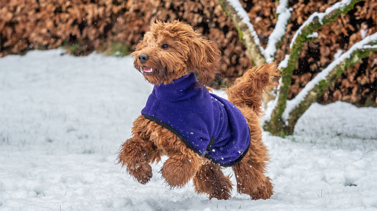 pet-winter-safety-tips