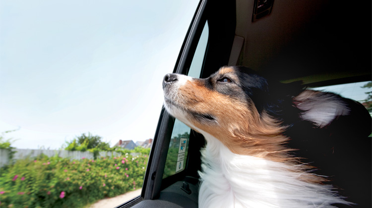 Collie disfrutando de un paseo en el coche.