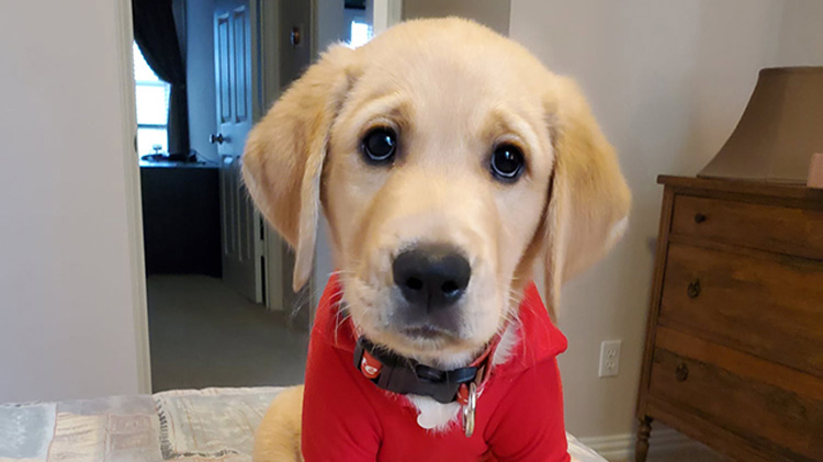 Un cachorro golden retriever lleva puesta una camiseta roja de State Farm.