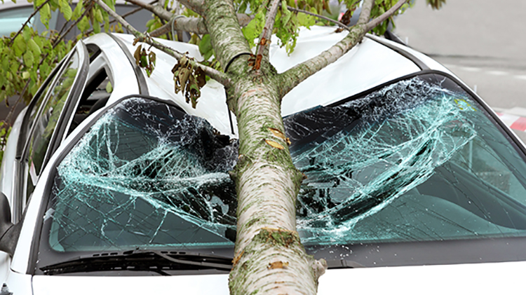 Carro blanco con daños por la caída de un árbol.