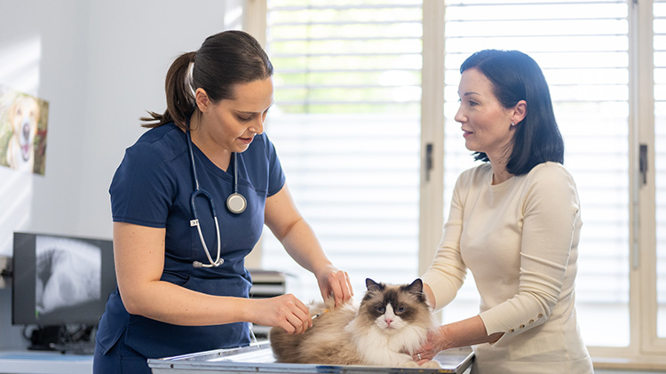 Una veterinaria examina un gato mientras la dueña de la mascota mantiene al gato quieto.