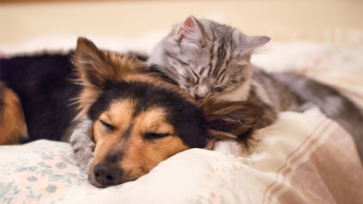 Un perro y un gato jóvenes acurrucados en la cama.