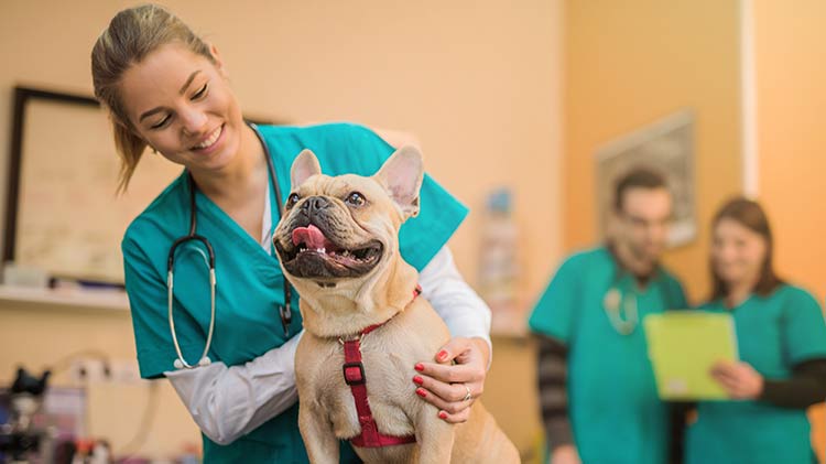 La cobertura del seguro médico de mascotas se está utilizando para la visita al veterinario de un bulldog francés.