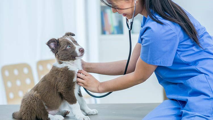 Un veterinario escucha los latidos del corazón de un cachorro.