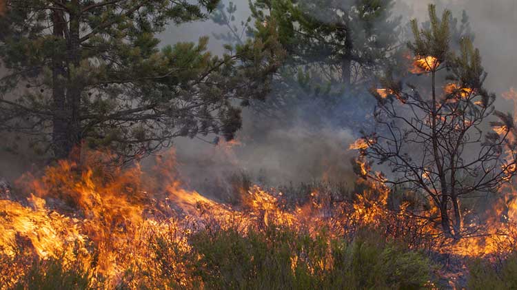 Un incendio forestal está quemando un bosque